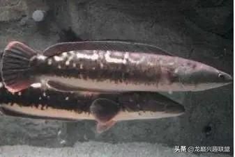 如何挑選健康的海象魚，如何挑選健康海象魚 觀賞魚市場（混養(yǎng)魚） 第1張