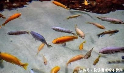 如何挑選健康的海象魚，如何挑選健康海象魚 觀賞魚市場（混養(yǎng)魚） 第2張