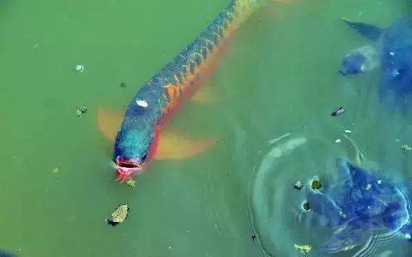 龍魚捕食，龍魚捕食行為是一種既實用又具有觀賞價值的行為 龍魚百科 第2張