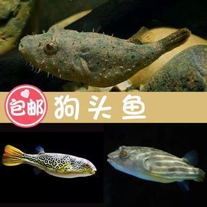 狗頭魚的市場價(jià)值，狗頭魚市場價(jià)值因品種、體長和購買區(qū)域不同而有所差異 觀賞魚市場（混養(yǎng)魚） 第2張