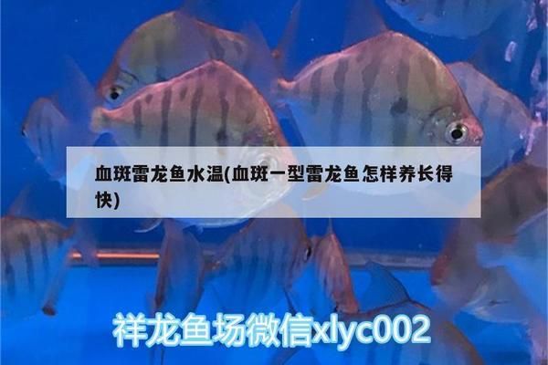 雷龍魚適宜水溫調節(jié)方法，雷龍魚冬季保暖實用技巧，雷龍魚水族箱加熱棒選擇，雷龍魚換水溫差控制要點 觀賞魚市場（混養(yǎng)魚） 第3張