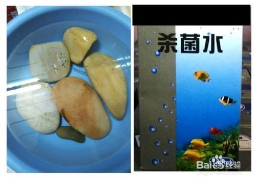 巴西龜食物新鮮度判斷，如何判斷巴西龜食物的新鮮度 觀賞魚市場(chǎng)（混養(yǎng)魚） 第1張