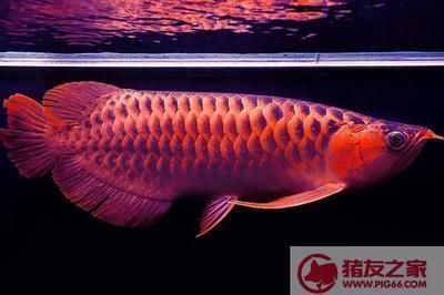 半紅龍魚(yú)發(fā)色期的飲食要點(diǎn)，關(guān)于半紅龍魚(yú)發(fā)色期的飲食要點(diǎn)