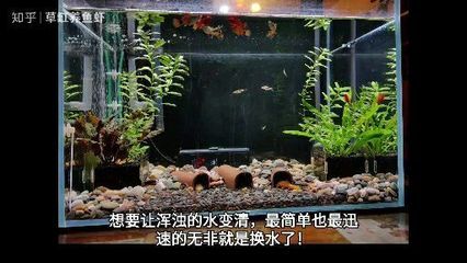 魚缸里魚死了水要全換嗎，如何預(yù)防魚病傳播魚缸換水的最佳時機 魚缸百科 第6張