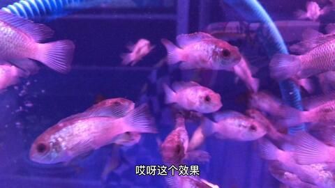 翡翠鳳凰魚(yú)最佳飼養(yǎng)環(huán)境，翡翠鳳凰魚(yú)繁殖技巧詳解如何防治翡翠鳳凰魚(yú)常見(jiàn)病 觀賞魚(yú)市場(chǎng)（混養(yǎng)魚(yú)） 第3張