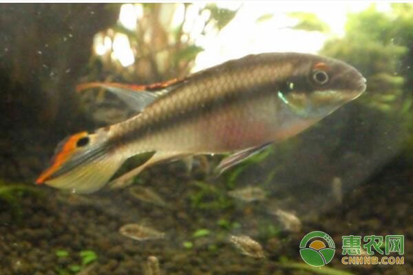 鳳凰魚繁殖期間飼料選擇，鳳凰魚繁殖期水質(zhì)管理技巧,鳳凰魚繁殖后幼魚飼養(yǎng)方法 觀賞魚市場（混養(yǎng)魚） 第3張