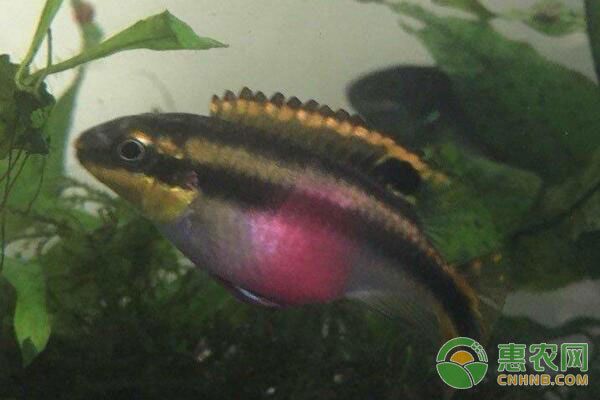 鳳凰魚繁殖期間飼料選擇，鳳凰魚繁殖期水質(zhì)管理技巧,鳳凰魚繁殖后幼魚飼養(yǎng)方法 觀賞魚市場（混養(yǎng)魚） 第5張