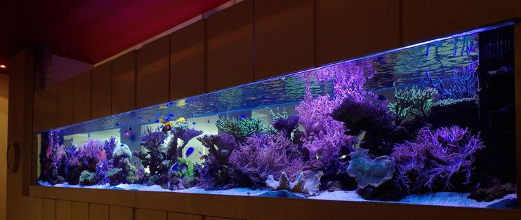 蘇虎苗水族箱布局技巧，水族箱布局技巧 觀賞魚市場（混養(yǎng)魚） 第2張