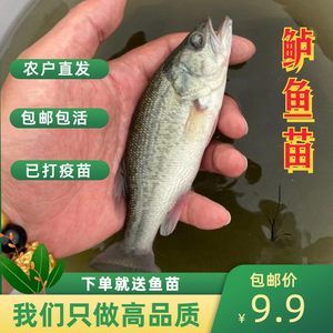 白子關(guān)刀魚活餌營養(yǎng)價(jià)值分析，白子關(guān)刀魚活餌的營養(yǎng)價(jià)值分析 觀賞魚市場（混養(yǎng)魚） 第2張