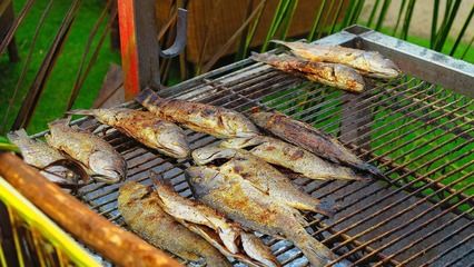 女王大帆魚的選購指南，女王大帆魚是一種受歡迎的觀賞魚，其選購指南如下：選擇指南 觀賞魚市場（混養(yǎng)魚） 第1張