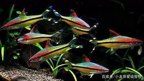 如何判斷觀賞魚性格溫和，一眉道人魚飼養(yǎng)注意事項(xiàng)紅龍魚與其他魚混養(yǎng)指南 觀賞魚市場(chǎng)（混養(yǎng)魚） 第2張