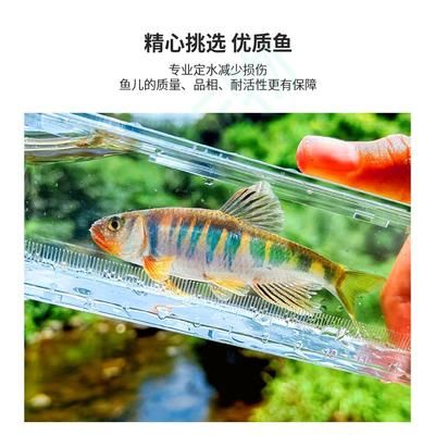 如何判斷觀賞魚性格溫和，一眉道人魚飼養(yǎng)注意事項(xiàng)紅龍魚與其他魚混養(yǎng)指南 觀賞魚市場(chǎng)（混養(yǎng)魚） 第5張