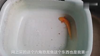 六角恐龍魚身上有白點(diǎn)正常嗎，六角恐龍魚身上出現(xiàn)白點(diǎn)可能是由多種原因引起的 龍魚百科 第4張