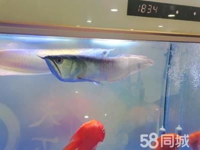 龍魚可以跟招財(cái)貓一起養(yǎng)嗎，龍魚可以和招財(cái)貓魚一起養(yǎng)嗎 龍魚百科 第5張