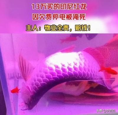 紅龍魚適宜的水溫范圍，紅龍魚水溫過高怎么辦