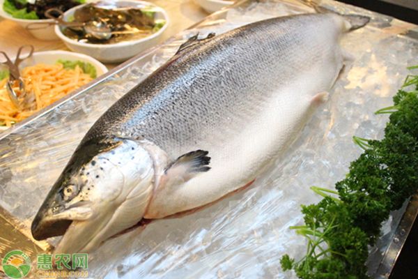 三間魚(yú)繁殖周期管理，三間魚(yú)繁殖期光照管理策略三間魚(yú)繁殖后水質(zhì)維護(hù)方法 觀賞魚(yú)市場(chǎng)（混養(yǎng)魚(yú)） 第1張