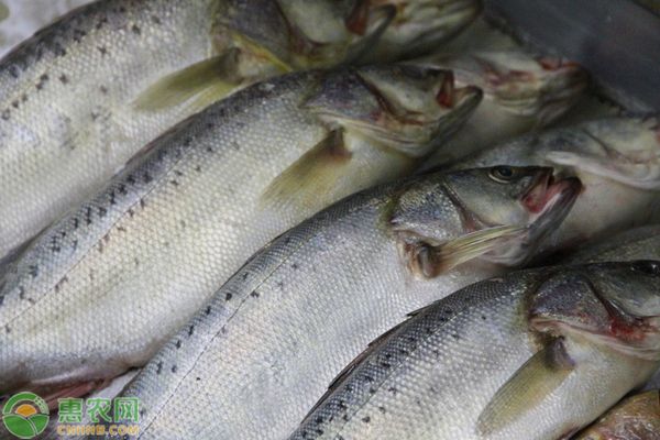 三間魚(yú)繁殖周期管理，三間魚(yú)繁殖期光照管理策略三間魚(yú)繁殖后水質(zhì)維護(hù)方法 觀賞魚(yú)市場(chǎng)（混養(yǎng)魚(yú)） 第2張