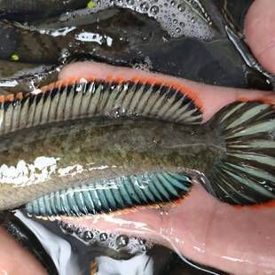 雷龍魚吃活魚嗎，雷龍魚會吃活魚嗎 龍魚百科 第5張