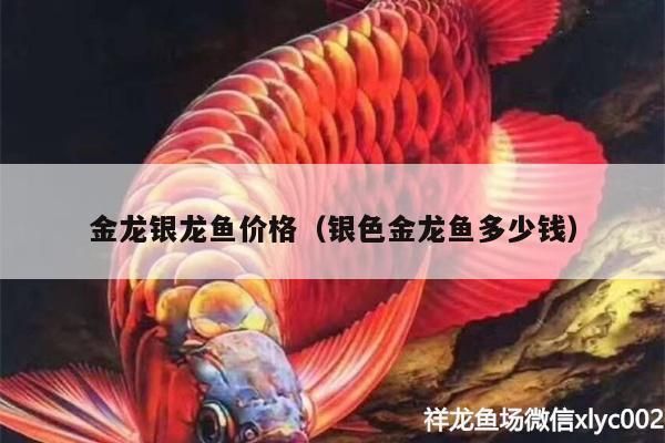 金銀龍魚價(jià)格，金銀龍魚價(jià)格受到多種因素影響金龍魚價(jià)格受到多種因素影響 龍魚百科 第1張