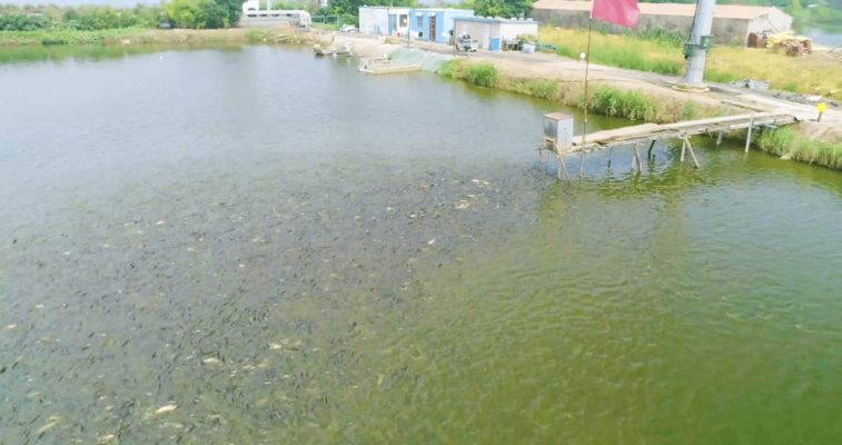 紅龍魚受到驚嚇怎么辦，當(dāng)紅龍魚受到驚嚇時 水族問答