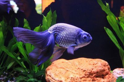 薩伊藍魚繁殖飼料選擇指南，薩伊藍六間魚繁殖飼料品牌推薦 觀賞魚市場（混養(yǎng)魚） 第3張