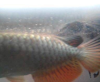 薩伊藍魚繁殖飼料選擇指南，薩伊藍六間魚繁殖飼料品牌推薦 觀賞魚市場（混養(yǎng)魚） 第2張