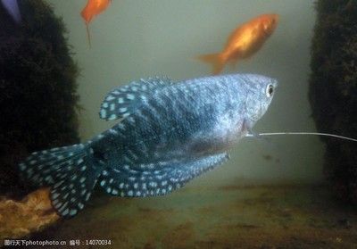 薩伊藍魚繁殖飼料選擇指南，薩伊藍六間魚繁殖飼料品牌推薦 觀賞魚市場（混養(yǎng)魚） 第4張