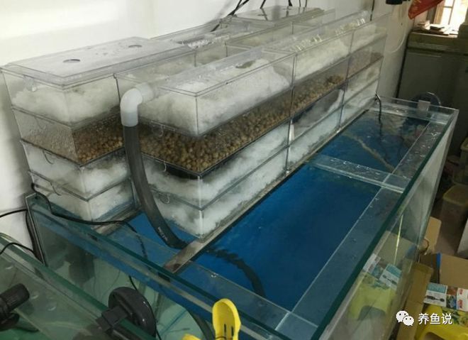 魚缸一天打幾次氧，夏季魚缸打氧注意事項 魚缸百科 第3張