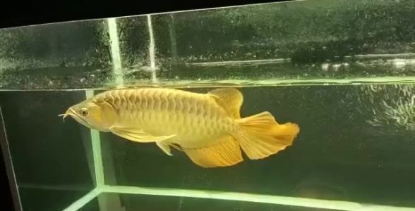 圣卡斯紅龍魚，關(guān)于“圣卡斯紅龍魚”的一些具體特點(diǎn) 龍魚百科 第3張