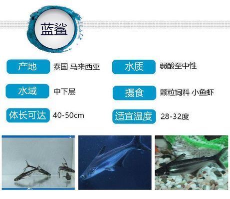 鴨嘴鯊魚的日常飲食，如何判斷鴨嘴鯊魚的健康，鴨嘴鯊魚的繁殖方式 觀賞魚市場(chǎng)（混養(yǎng)魚） 第1張