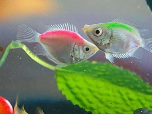 觀賞魚(yú)繁殖水溫控制方法，觀賞魚(yú)的繁殖水溫控制 觀賞魚(yú)市場(chǎng)（混養(yǎng)魚(yú)） 第3張