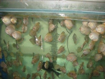 申古銀版魚與燈科魚混養(yǎng)案例，申古銀版魚與燈科魚混養(yǎng)原則和注意事項，燈科魚混養(yǎng)食物選擇指南 觀賞魚市場（混養(yǎng)魚） 第5張