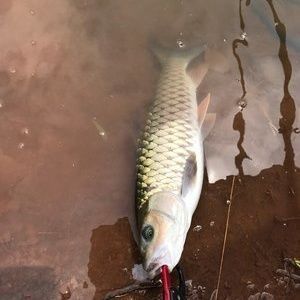 朱巴利魚苗市場需求趨勢，朱巴利魚苗市場需求趨勢分析 觀賞魚市場（混養(yǎng)魚） 第1張