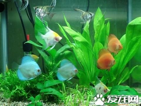 地圖魚最佳飼養(yǎng)環(huán)境設(shè)置，地圖魚的飼養(yǎng)技術(shù)