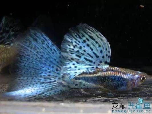 飛鳳魚(yú)苗背鰭高代表什么，如何挑選健康的飛鳳魚(yú)苗