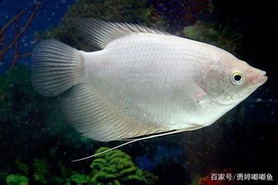 雷龍魚吃孔雀魚嗎好嗎，雷龍魚會(huì)吃孔雀魚嗎 龍魚百科 第4張