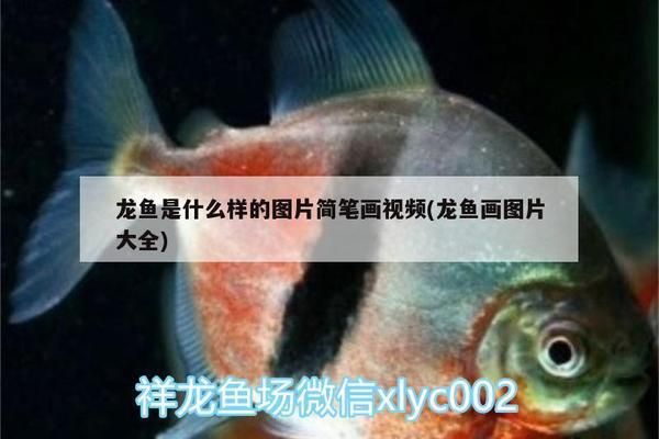 大日玉鯖魚的繁殖方法，大日玉鯖魚的繁殖方法主要包括自然配對(duì)和人工授精 觀賞魚市場(chǎng)（混養(yǎng)魚） 第5張