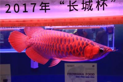 龍魚(yú)總冠軍身價(jià)，2023年廣州龍魚(yú)錦標(biāo)賽冠軍龍魚(yú)“老九”身價(jià)傳聞甚囂塵 龍魚(yú)百科 第5張