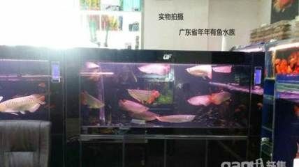 龍魚魚缸廠家電話地址查詢，沈陽龍魚混養(yǎng)魚價(jià)格 魚缸百科 第4張