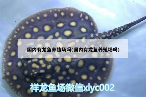 龍魚缸鋪底砂好不好，龍魚缸底砂選擇技巧，不同底砂材質(zhì)對比分析 魚缸百科 第1張