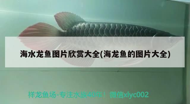 龍魚缸簡單造景怎么做視頻教程，龍魚缸簡單造景怎么做視頻 魚缸百科 第2張