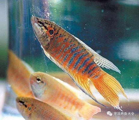 魚缸好養(yǎng)的動物，如何選擇適合自己的魚缸？ 魚缸百科 第5張