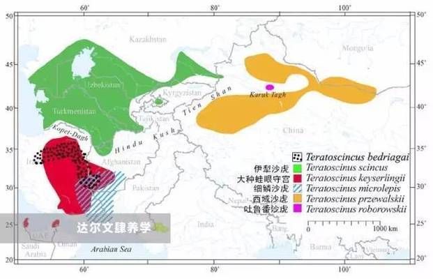 練手虎與其他品種區(qū)別，練手虎與其他品種虎魚在紋路特征和適用場(chǎng)景上有所區(qū)別 觀賞魚市場(chǎng)（混養(yǎng)魚） 第3張