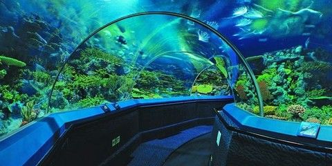 上海水族館，上海水族館內(nèi)特色生物介紹上海水族館內(nèi)特色生物介紹 魚(yú)缸百科 第4張