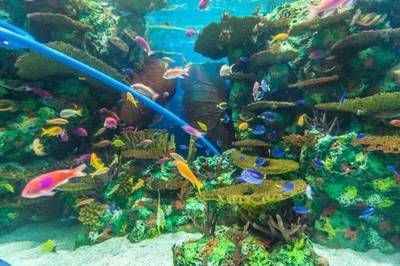 上海水族館，上海水族館內(nèi)特色生物介紹上海水族館內(nèi)特色生物介紹 魚(yú)缸百科 第5張