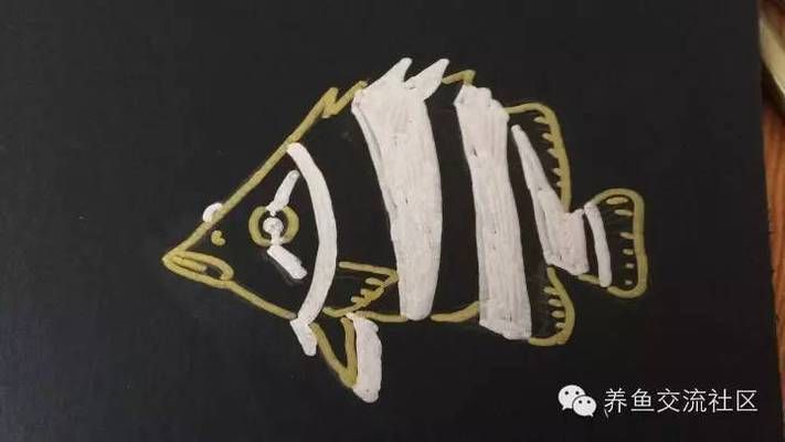 虎魚(yú)紋路鑒別方法，如何辨別虎魚(yú)的紋路 觀賞魚(yú)市場(chǎng)（混養(yǎng)魚(yú)） 第3張