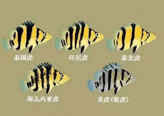 虎魚(yú)紋路鑒別方法，如何辨別虎魚(yú)的紋路 觀賞魚(yú)市場(chǎng)（混養(yǎng)魚(yú)） 第5張