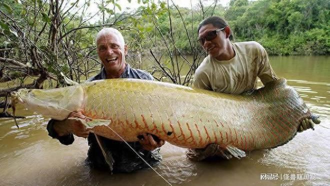 巨骨舌魚棲息地保護(hù)現(xiàn)狀，巨骨舌魚棲息地保護(hù)