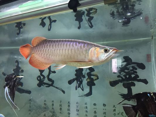 龍魚能和泰獅一起養(yǎng)嗎，泰獅金魚和龍魚不推薦混養(yǎng)，混養(yǎng)可能會(huì)導(dǎo)致龍魚受到傷害