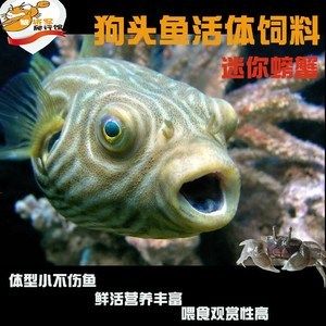 斑馬狗頭魚飼料營養(yǎng)成分表，斑馬狗頭魚飼料保存技巧 觀賞魚市場（混養(yǎng)魚） 第1張